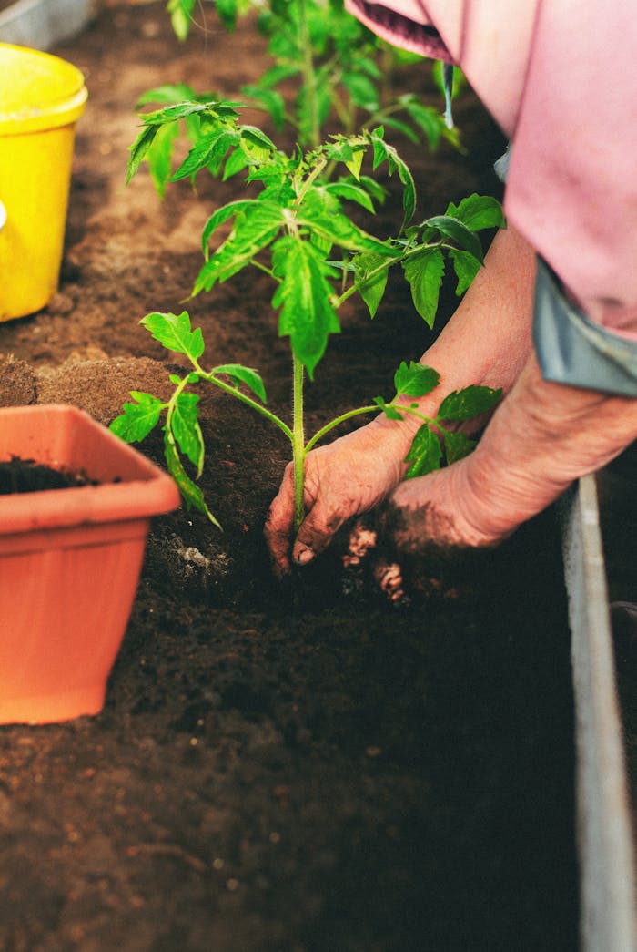 hero-img-02 Close-up of hands planting a tomato seedling in a garden bed, showcasing gardening and sustainability.