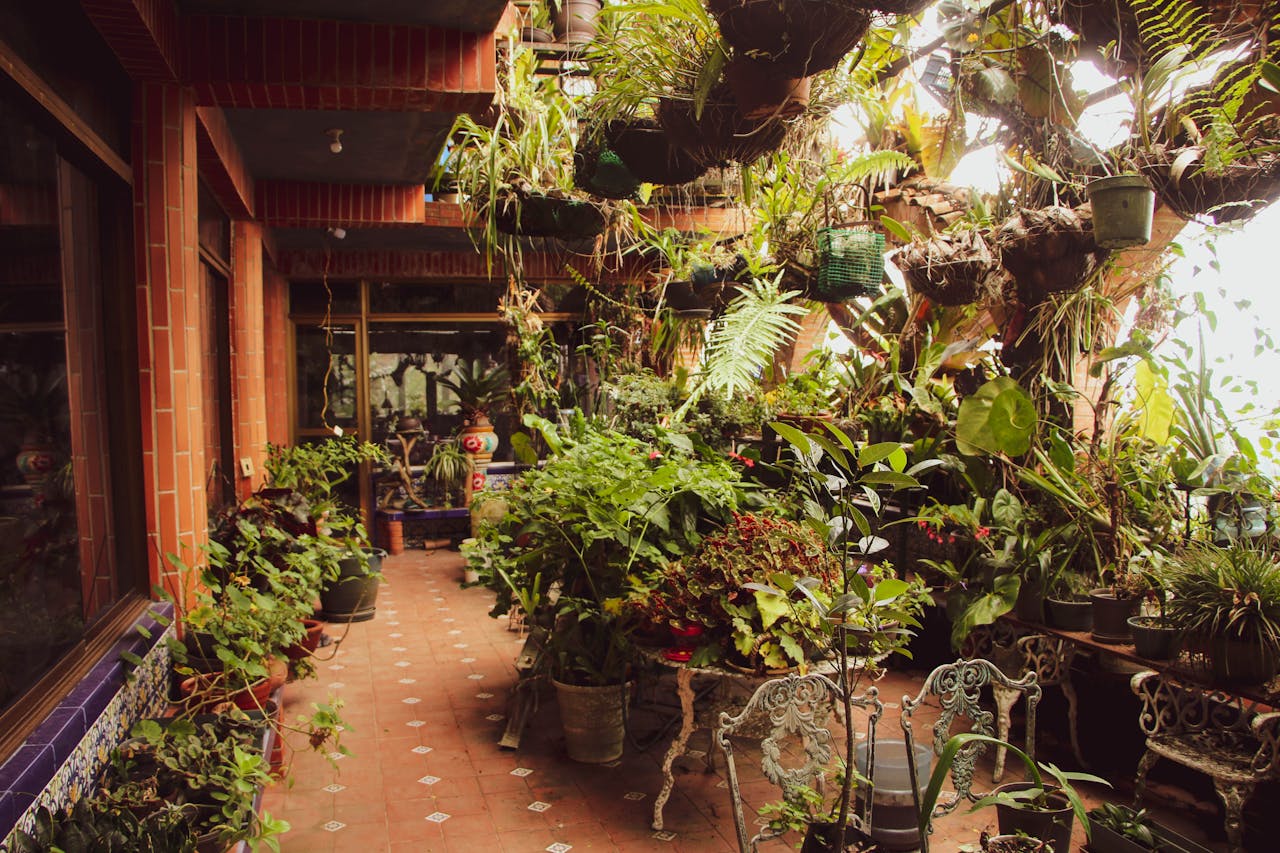 ours-journey Lush indoor garden in a Caracas greenhouse bursting with potted plants and natural light.
