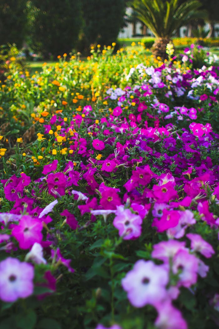 services-03 Lush garden scene full of colorful pink petunias and yellow flowers, perfect for nature enthusiasts.