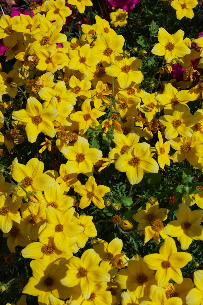 why-choose-us A lush display of bright yellow Bidens flowers capturing the essence of summer outdoors.