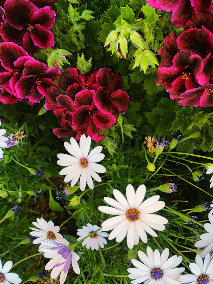 our-experience A vivid display of pink and white flowers in a lush garden, showcasing seasonal beauty.
