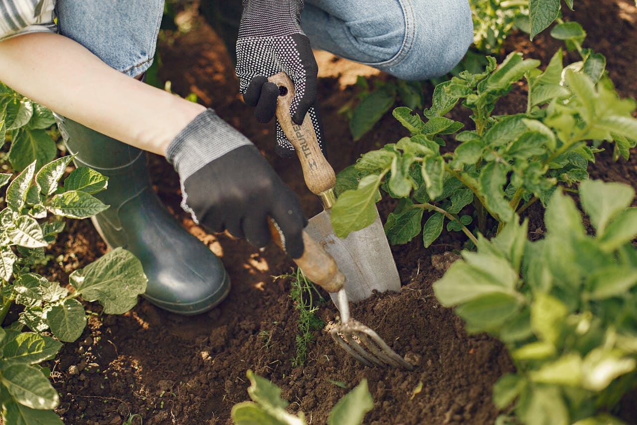 about-01 A close-up of a gardener using tools in a lush vegetable garden, illustrating hands-on gardening work.